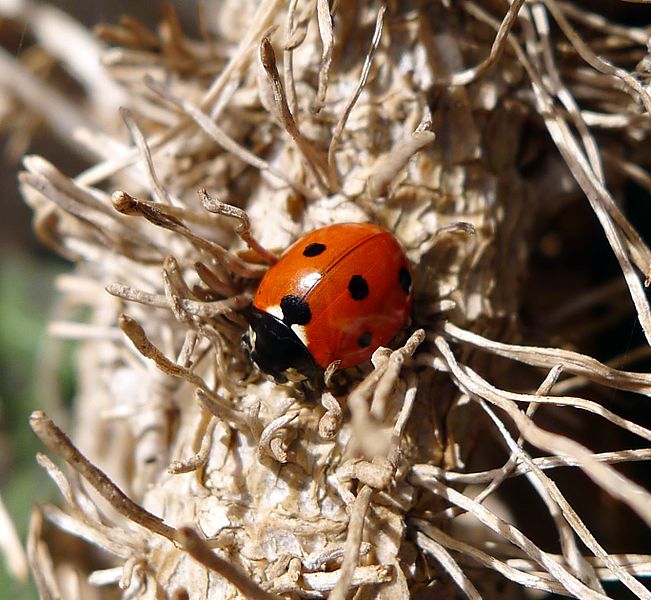 File:7-spot Ladybird. Coccinella 7-punctata - Flickr - gailhampshire.jpg