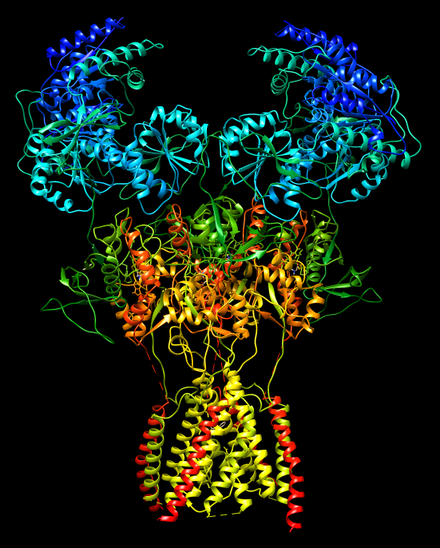Cartoon representation the human NMDA receptor. Each subunit is individually rainbow colored.
