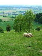 Sheep husbandry in Baden-Württemberg‎ (Bussenberg)