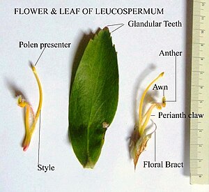 Morphology of the individual flower and leaf ALEUCOS~1.jpg