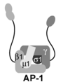 English: AP-1 complex subunits