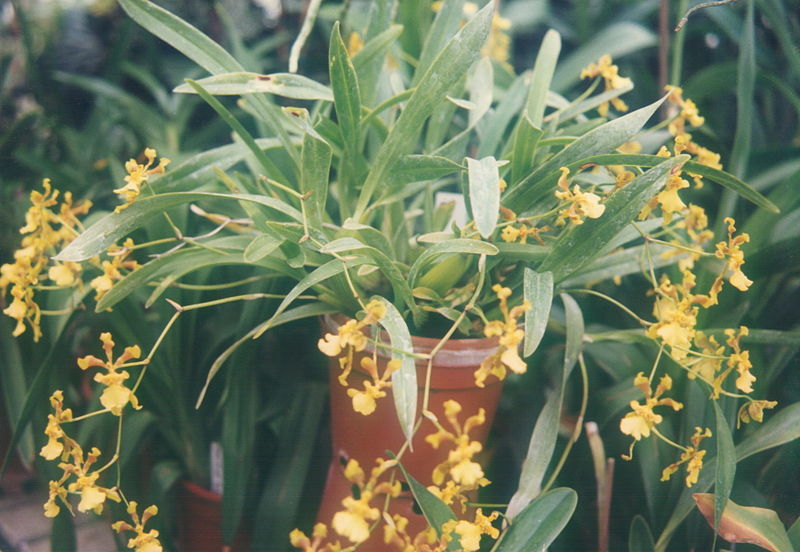 File:A and B Larsen orchids - Oncidium croesus 338-6.jpg