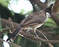 Ein anderer Vogel in Shenzhen (Immaturer?) Rotohrbülbül, vgl. hier