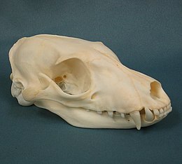 Aardwolf Skull.JPG
