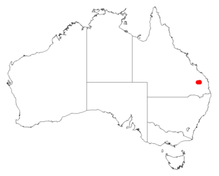 <i>Acacia eremophiloides</i> Species of legume