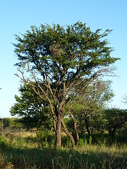 Acacia robuste, Springbokvlakte.jpg