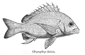Descrição da imagem Acanthopagrus latus Day.png.