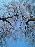 Thumbnail for File:Acer Rubrum Red Maple Trees Spring Newton Massachusetts.jpg