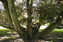 Érable sycomore pourpre remarquable du domaine de Mariemont (Belgique).