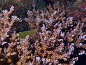 Descrizione dell'immagine Acropora solitaryensis.JPG.