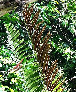 <i>Acrostichum</i> Genus of ferns