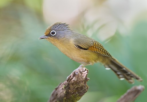 Actinodura ramsayi - Chiang Mai