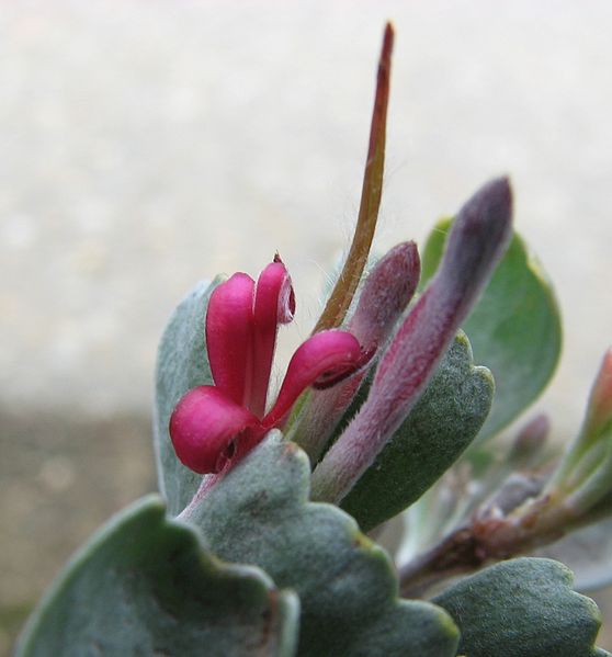 File:Adenanthos cuneatus flower.jpg