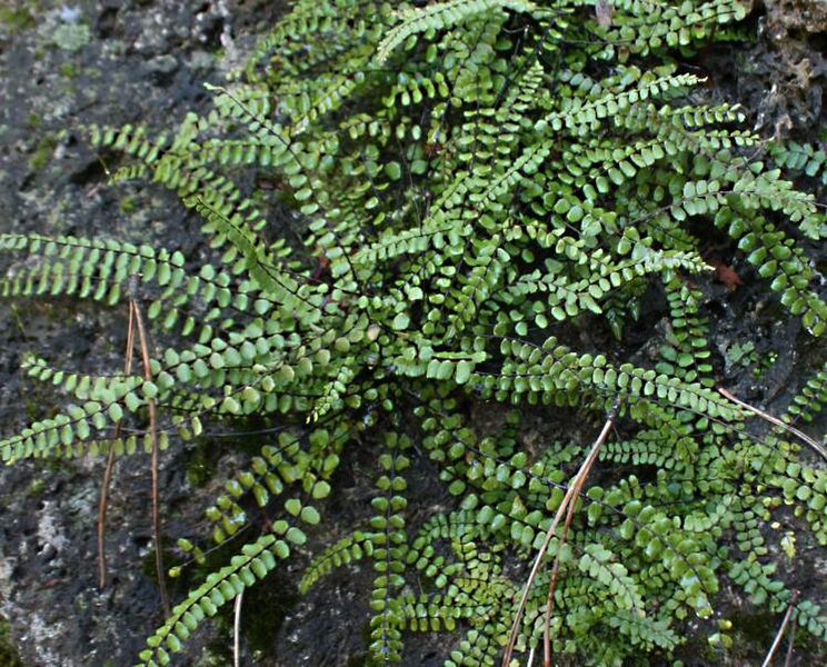 File:Adiantum0003.jpg