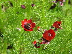 Syysruusuleinikki (Adonis annua)