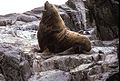 Adult male Northern Fur Seal.jpg