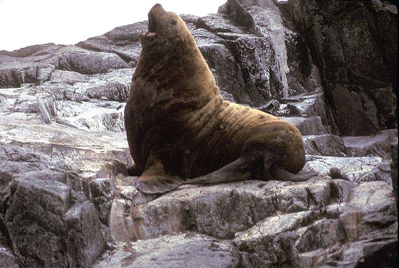 File:Adult male Northern Fur Seal.jpg