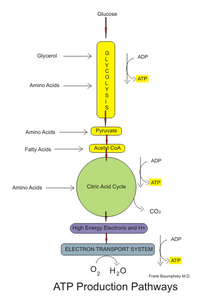 Simplified outline of the catabolism of carbohydrates, fatty acids, and amino acids in the synthesis of ATP. Aerobic pathways.png