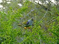 African Green Pigeon (Treron calvus) (11423539903).jpg