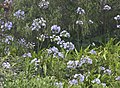 Agapanthus praecox ssp.minimus - Flickr - Ragnhild & Neil Crawford.jpg