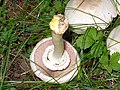 Agaricus xanthoderma eF.jpg