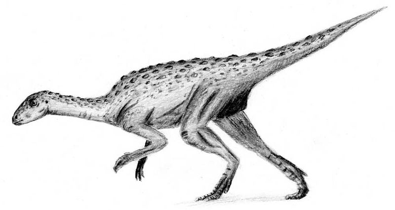 File:Agilisaurus.jpg