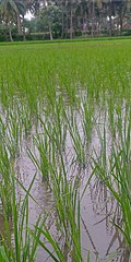 Agriculture rice picture.jpg