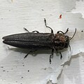 Agrilus anxius