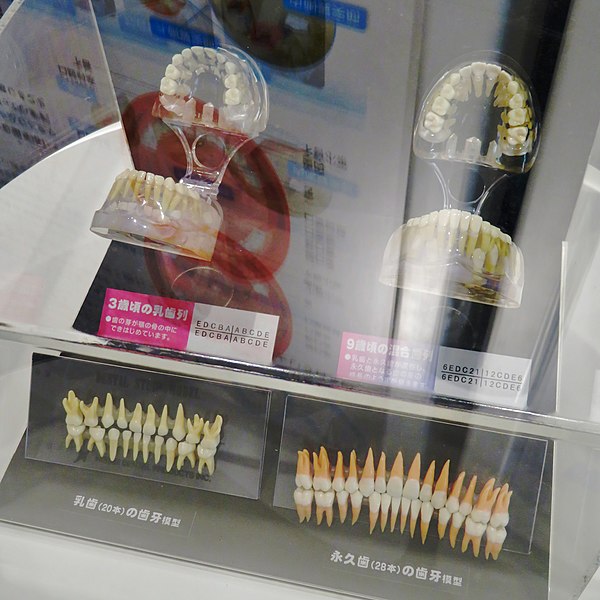 File:Aichi Dental Association's Teeth Museum No - 24.jpg