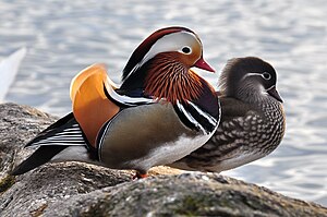 Canards mandarins (Aix galericulata), paire