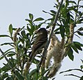 Thumbnail for File:Alder Flycatcher (15983781922).jpg