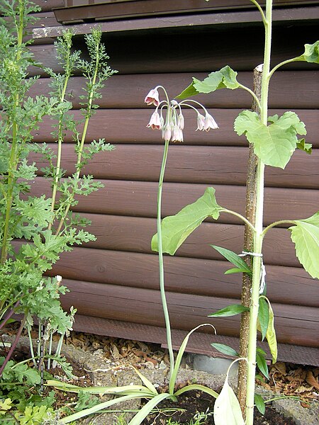 File:Allium siculum bulgaricum 0210.jpg