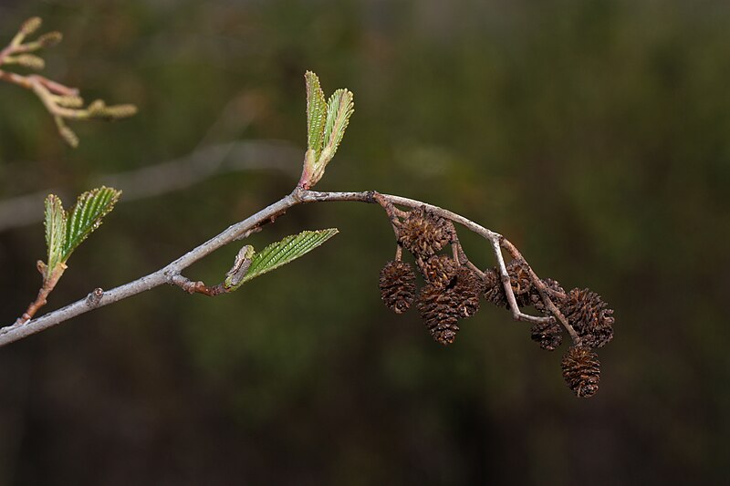 File:Alnus incana 4175.JPG