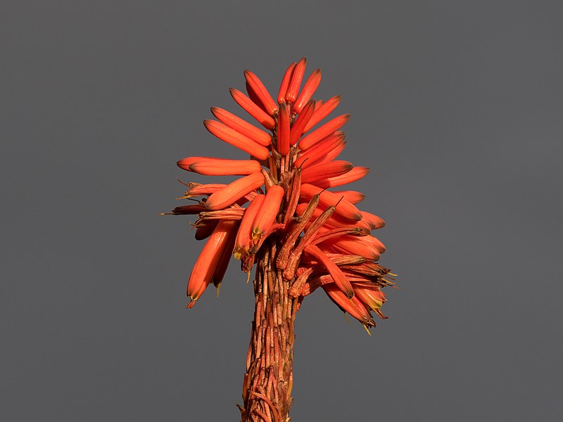 File:Aloe flower (41062).jpg