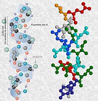 La hélice-alfa de las proteínas (estructura secundaria)