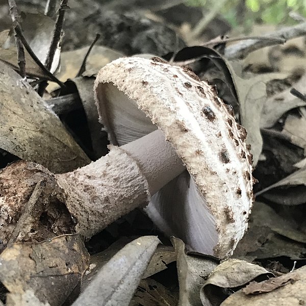 File:Amanita westii (Murrill) Murrill 1172381.jpg