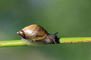 <span class="mw-page-title-main">Succineidae</span> Family of gastropods
