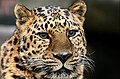 Amurleopard (Panthera pardus orientalis)