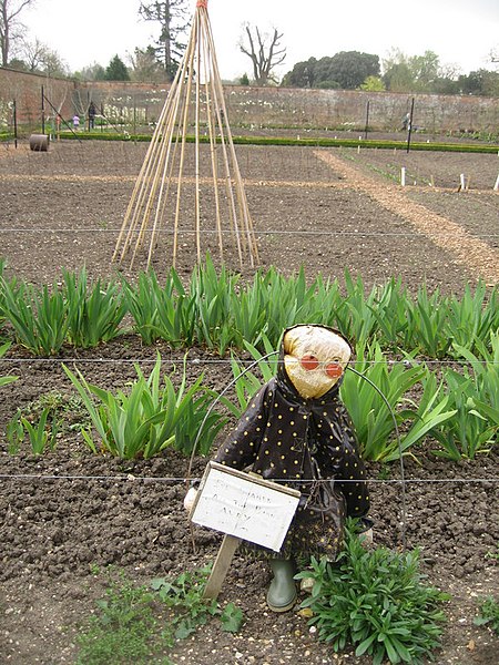 File:An odd scarecrow - geograph.org.uk - 1734812.jpg