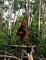An orangutan alpha male in Tanjung Puting, Kalimantan (17823783733).jpg