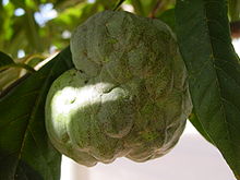 Annona squamosa fruit