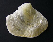 Anomia trigonopsis.JPG