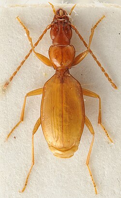 Anophthalmus hitleri