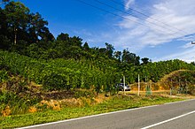 A black pepper plantation near the Pakan road. Another black pepper plantation near the Pakan road.jpg