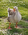 * Nomination Greylag goose, California. --King of Hearts 05:54, 22 January 2019 (UTC) * Promotion  Support Acceptable. --GerifalteDelSabana 05:59, 22 January 2019 (UTC)