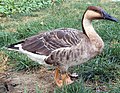Wild Swan goose: horizontal posture and slim rear end