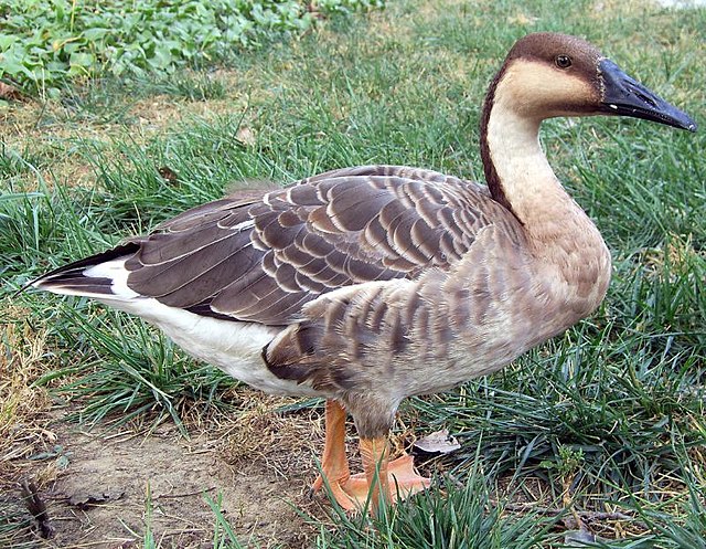 Swan goose - Wikipedia