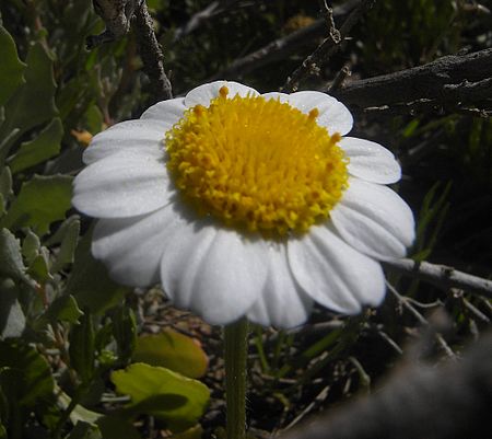 Anthemis maritima Sebkhat Kelbia.jpg