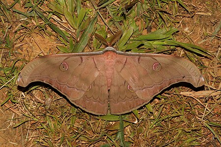 Antheraea helferi