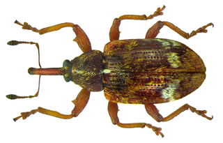 <i>Anthonomus pedicularius</i> Species of beetle